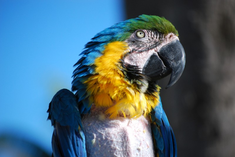 Bird at Miami Seaquarium