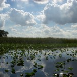 Everglades